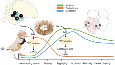 Parental behavior and newborn attachment in birds: life history traits and endocrine responses